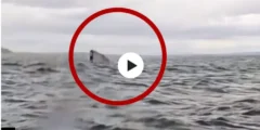Whale Swallows Kayaker: Shocking Video of Humpback Whale Encounter in Chile